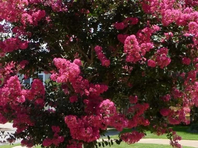 Fiori lagerstroemia