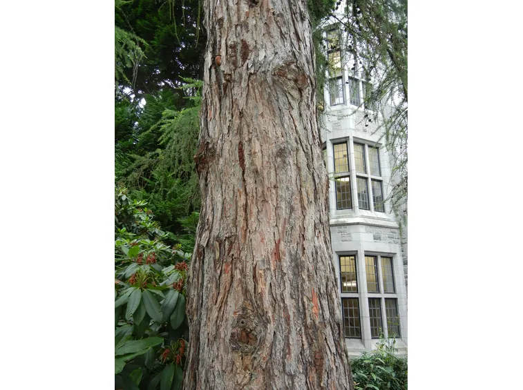 Legno di Larice