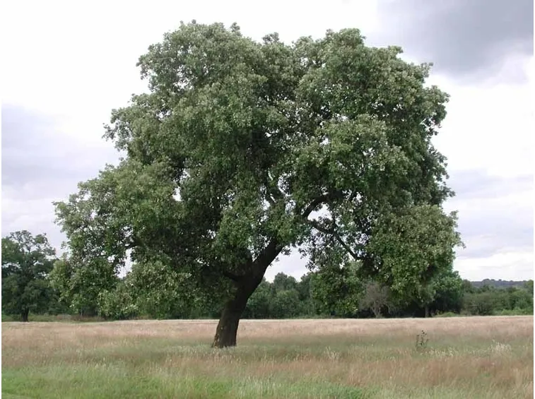 Grande albero di leccio