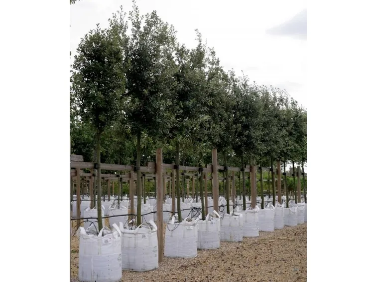 Giovani piante di leccio