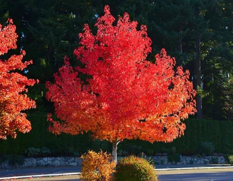 Liquidambar in autunno