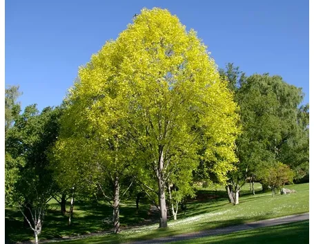 Liriodendron albero