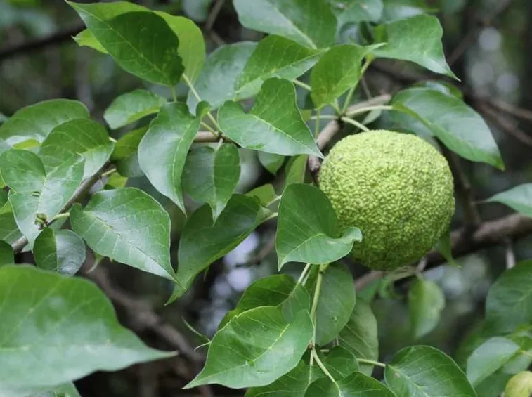 Maclura foglie e frutti