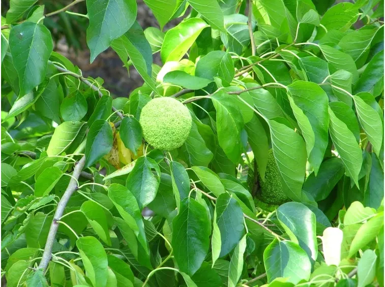 arancia degli osagi