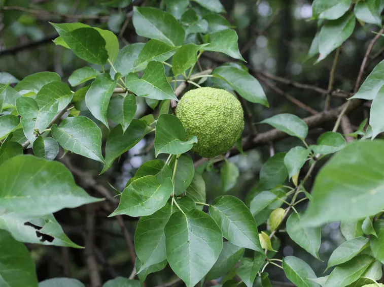 arancio degli osagi
