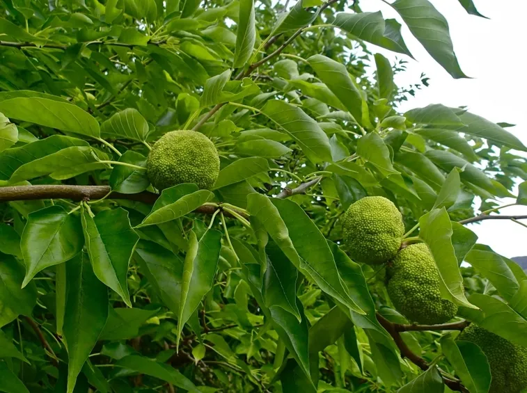 arancio degli osagi