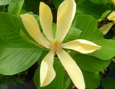 magnolia acuminata frutto