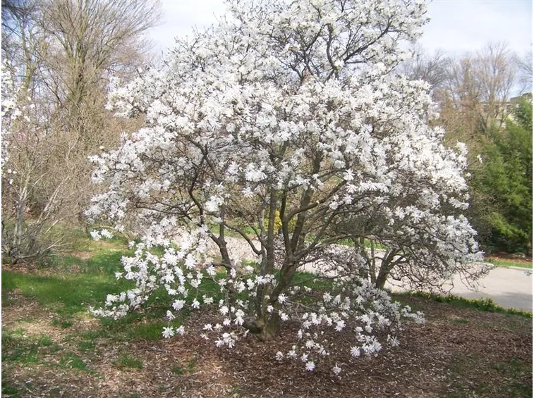 Pianta magnolia stellata
