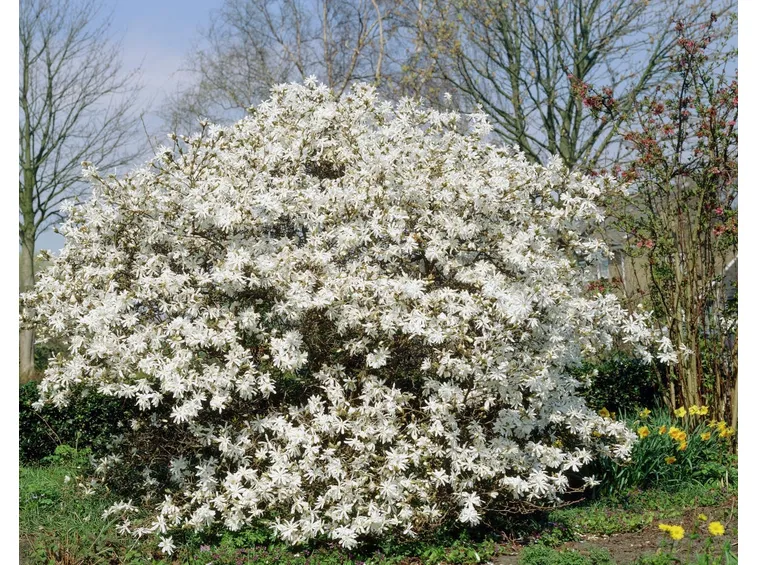 Varietà magnolia pianta