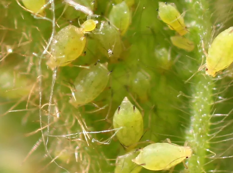 Afidi verdi infestazione pianta ornamentale