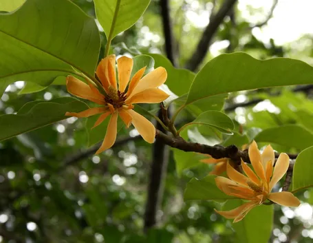 Michelia