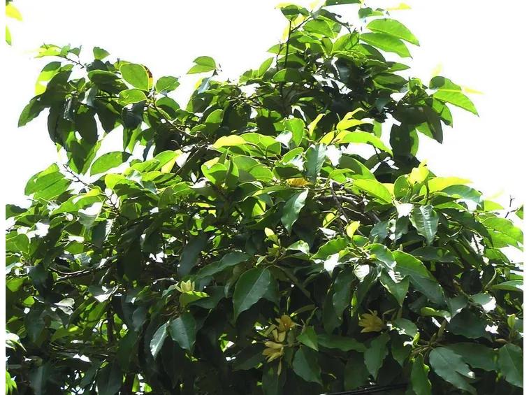 Michelia