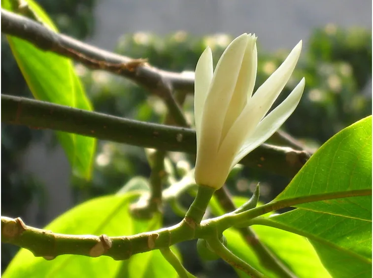 michelia