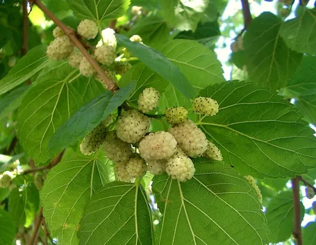frutti del gelso