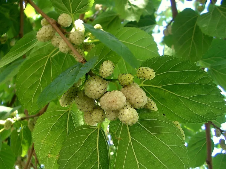 frutti del gelso