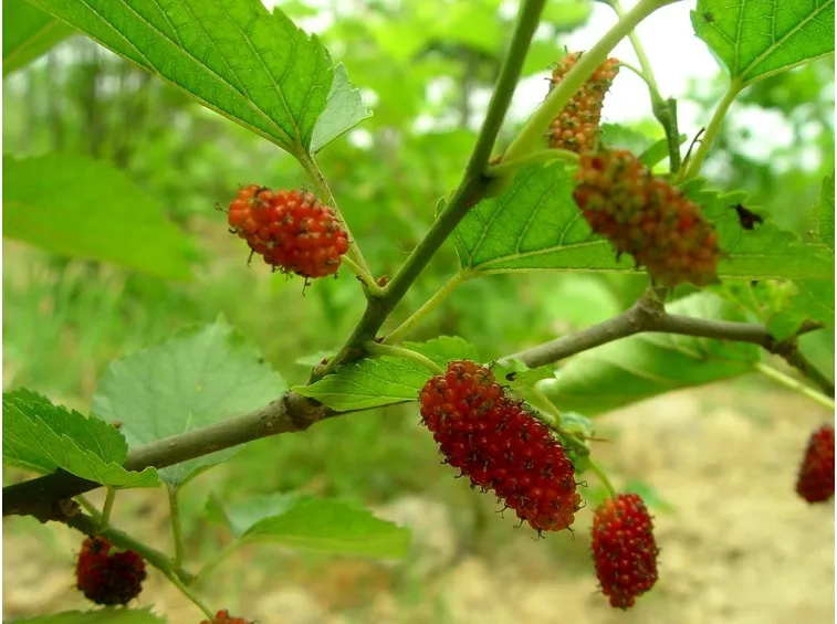 frutti gelso