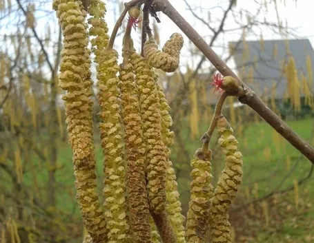 amenti o fiori di nocciolo 