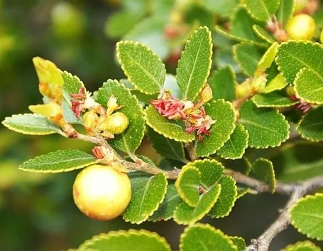 Nothofagus fogliame