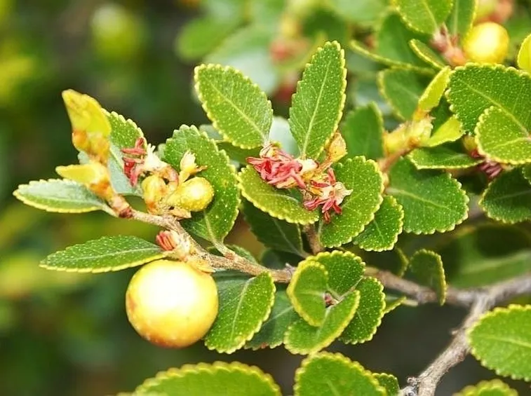 Nothofagus fogliame