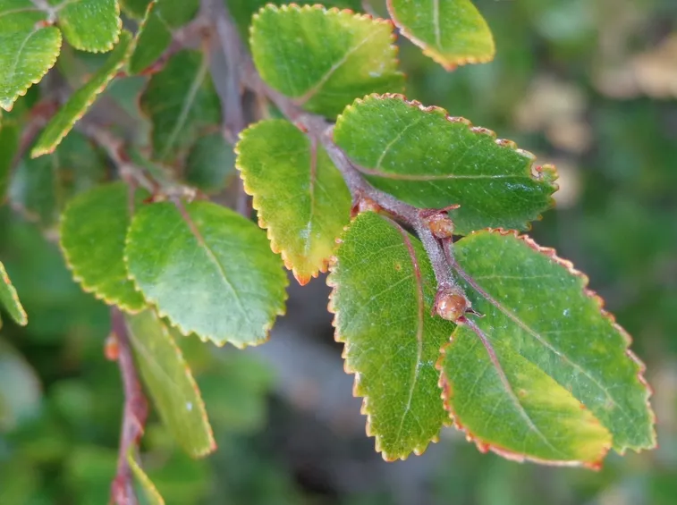 nothofagus