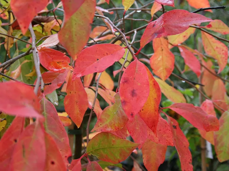 Nyssa sylvatica albero