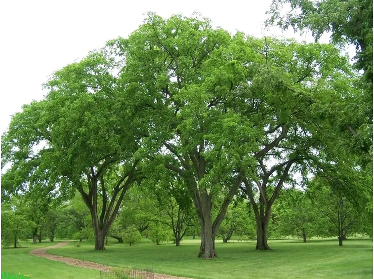 Olmi parco