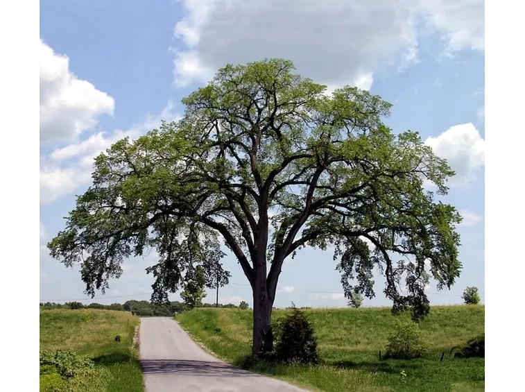 Tronco albero