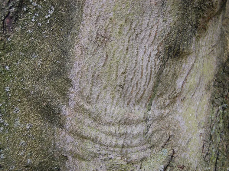 corteccia orniello