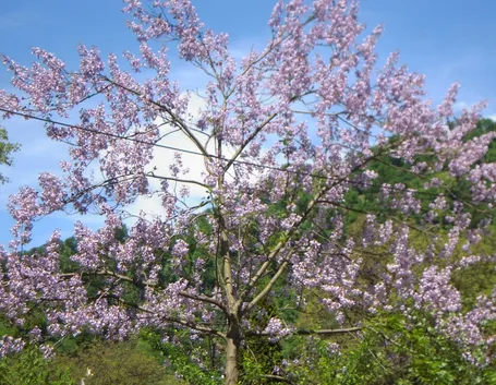 Paulonia