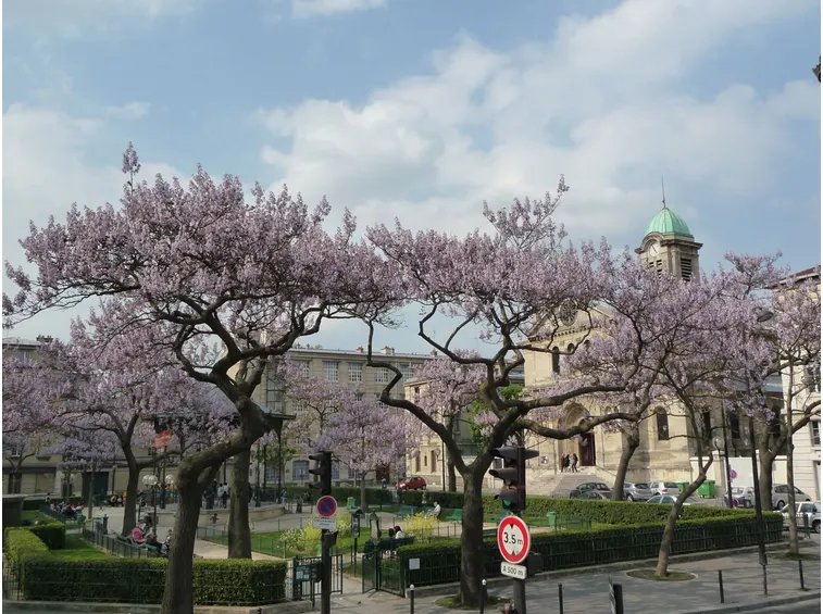 Esemplare paulonia
