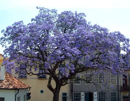 Paulownia albero