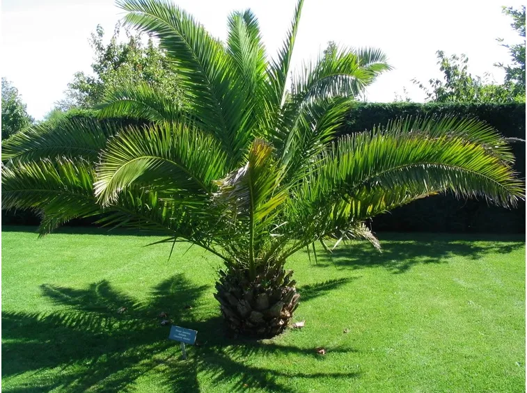 palma delle canarie