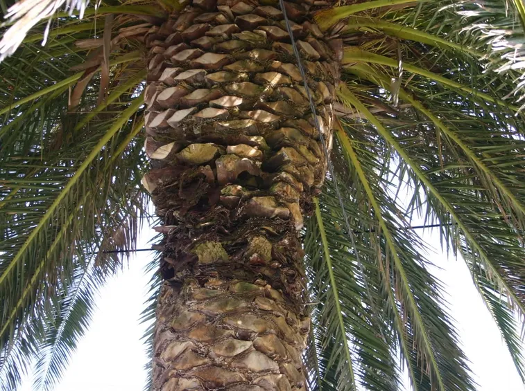 palma