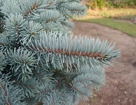 Abete del Colorado