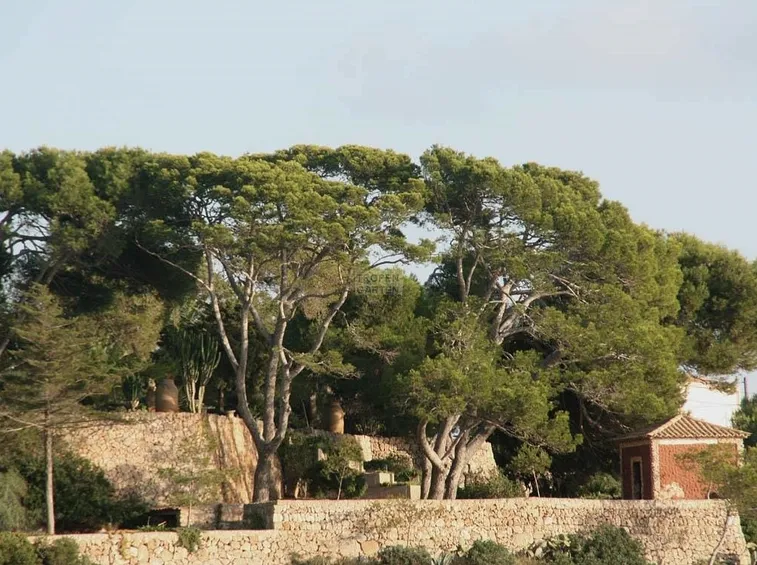 pinus halepensis