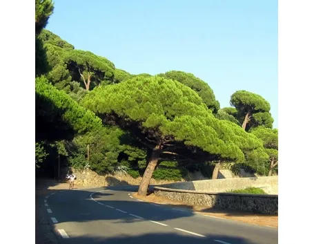 Pinus pinea