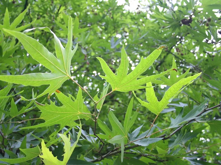 platanus orientalis
