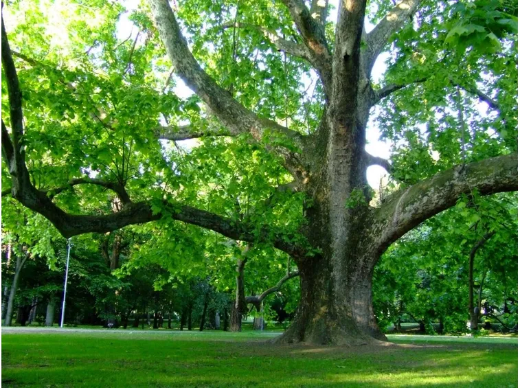 platanus x hybrida