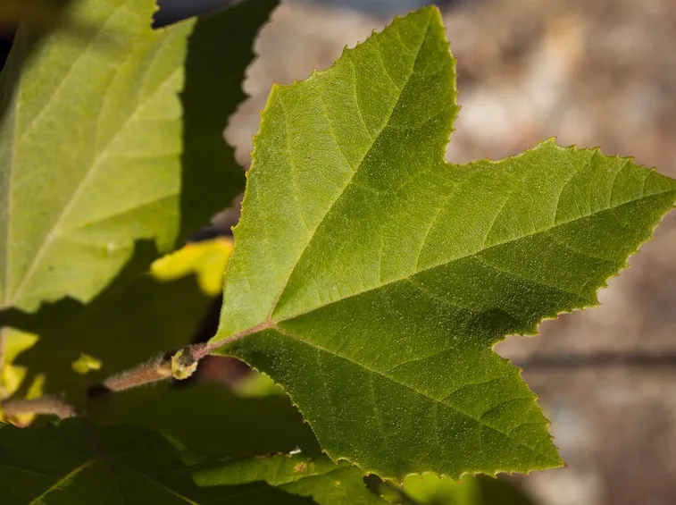 platanus racemosa