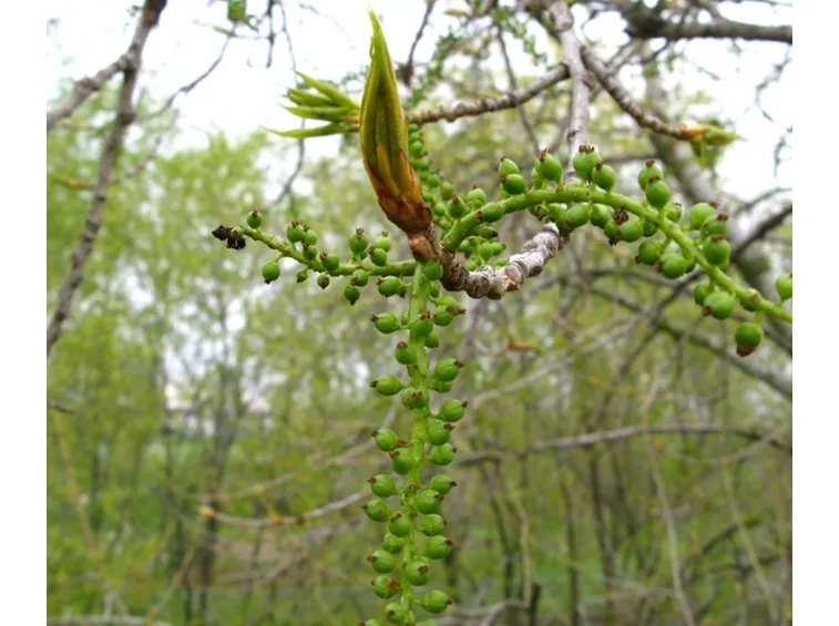 fiori pioppo nero