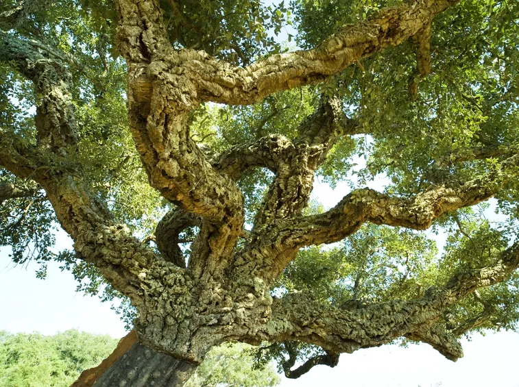 Quercus suber