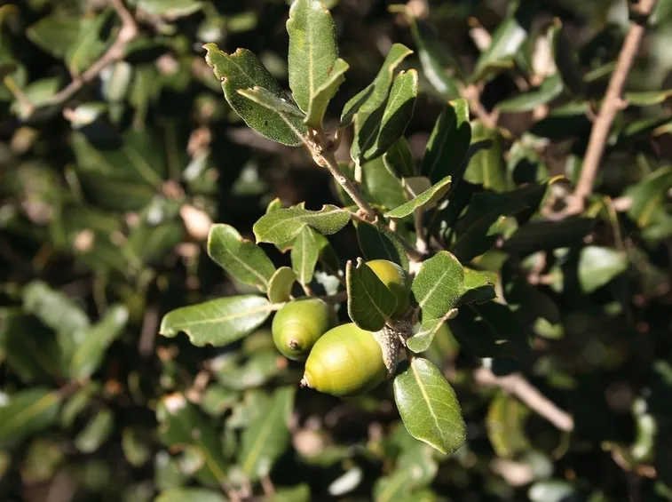Quercus ilex