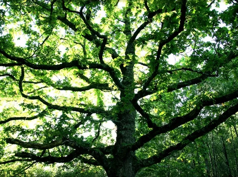 quercia