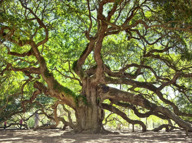 quercia