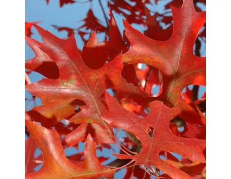 Quercia rossa