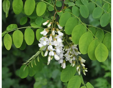Robinia