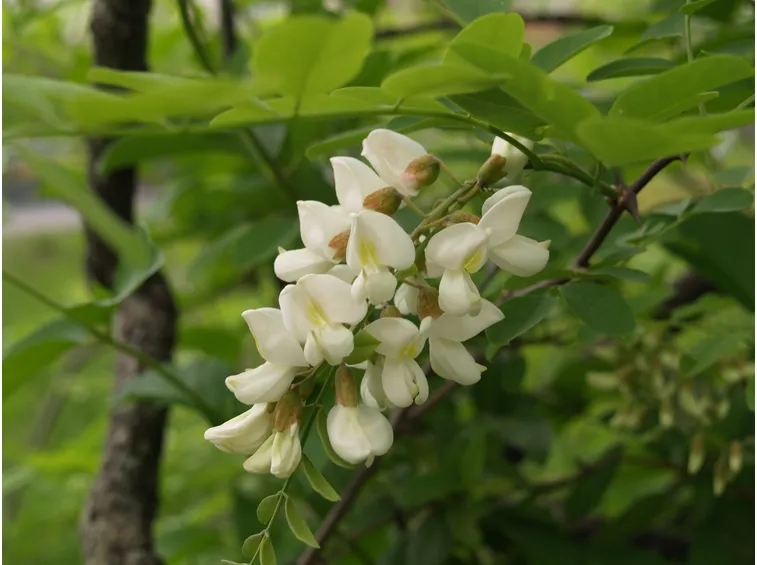 Robinia fiori