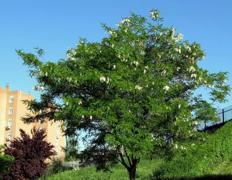 Esemplare robinia
