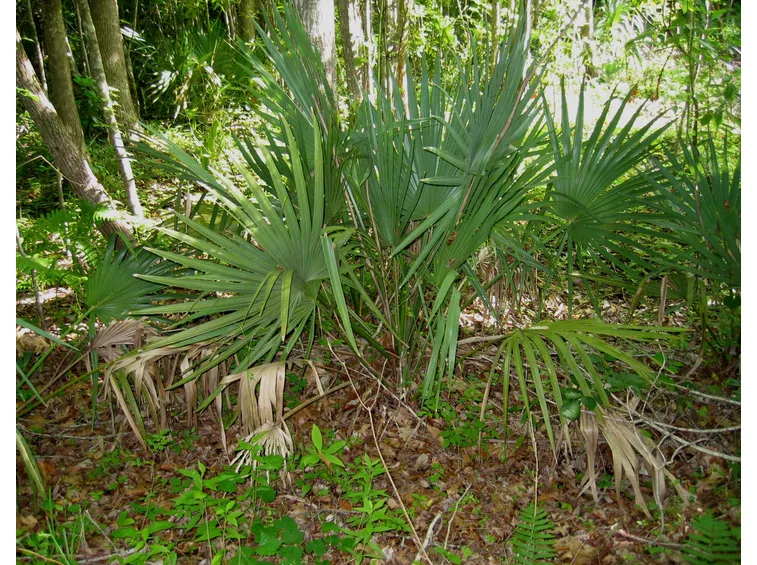 Sabal