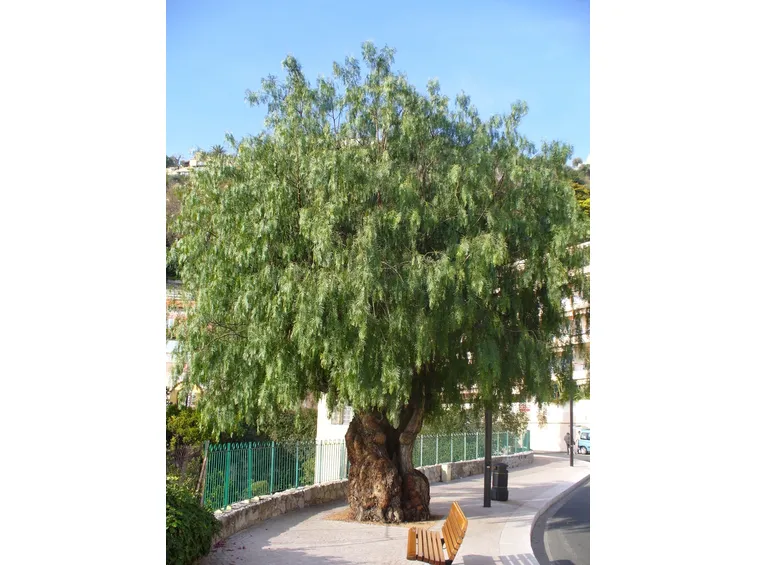 falso pepe monumentale